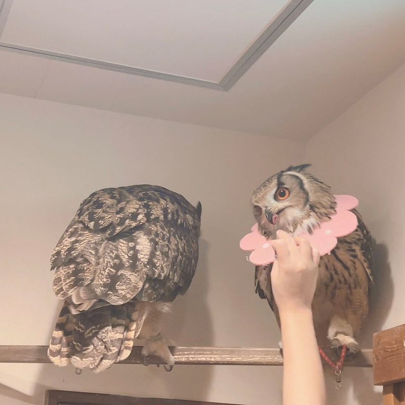 Rock Eagle Owl - Eurasian Eagle Owl - cute - unrequited love - maiden in love ₋ owl cafe - owl village ₋ Shibuya - Harajuku - Tokyo - Elizabeth collar -food