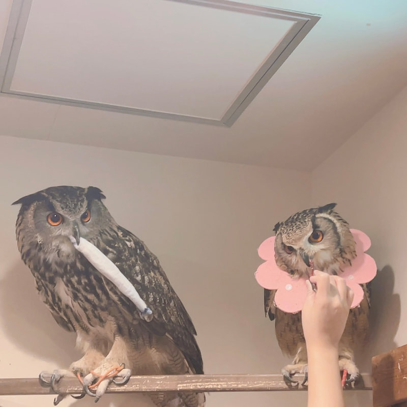Rock Eagle Owl - Eurasian Eagle Owl - cute - unrequited love - maiden in love ₋ owl cafe - owl village ₋ Shibuya - Harajuku - Tokyo - Elizabeth collar -food₋quail₋lunch