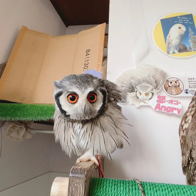 White Faced Scops Owl - cute - fluffy - owl village₋ owl cafe - Harajuku₋ Tokyo₋ austere - menacing