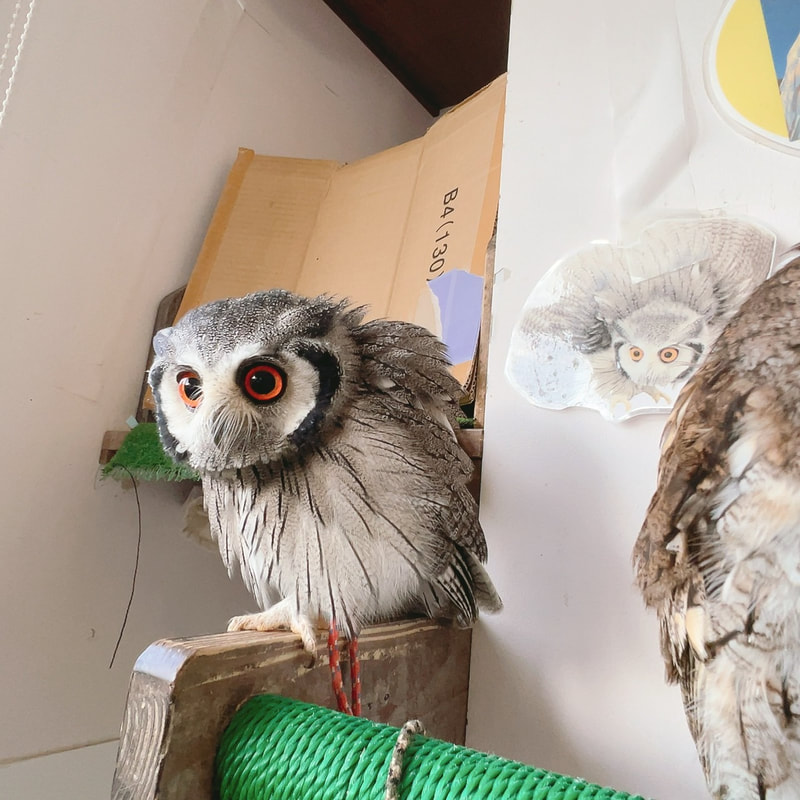 White Faced Scops Owl - cute - fluffy - owl village₋ owl cafe - Harajuku₋ Tokyo₋ austere - menacing₋ cleaning 