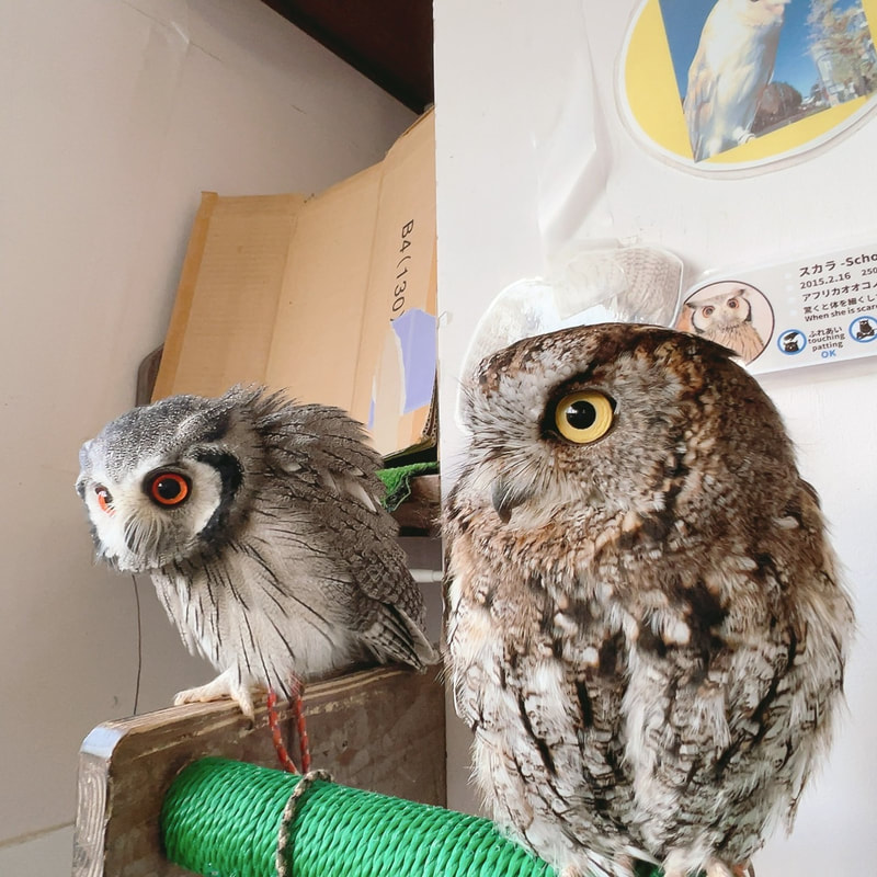White Faced Scops Owl - cute - fluffy - owl village₋ owl cafe - Harajuku₋ Tokyo₋ austere - menacing₋ cleaning - not good at