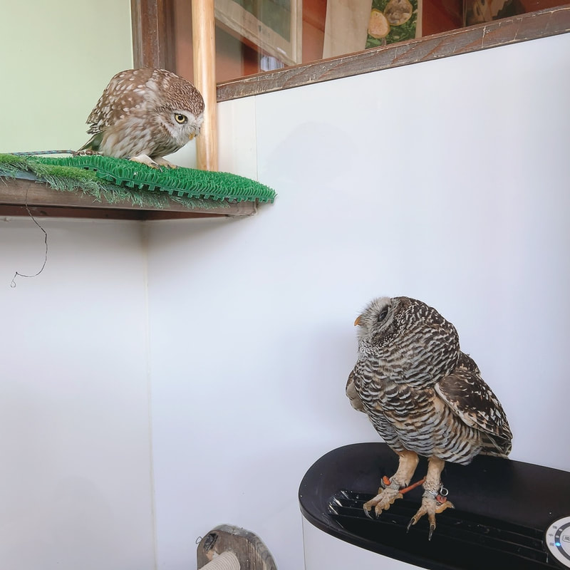 little owl - chaco owl - cute - fluffy - owl village ₋ owl cafe - harajuku ₋ Shibuya - Tokyo