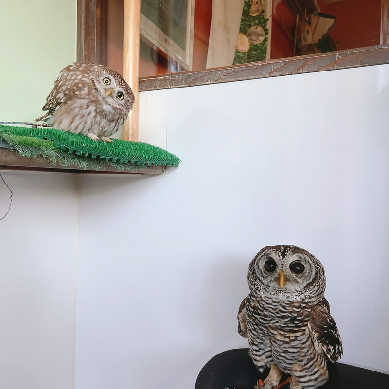 little owl - chaco owl - cute - fluffy - owl village ₋ owl cafe - harajuku ₋ Shibuya - Tokyo₋cafe
