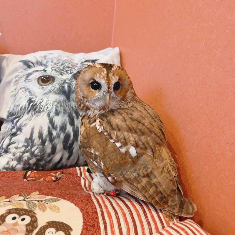 Tawny Owl-Barn Owl-Popularity Poll₋Cute-Flaffy - Owl Village₋Owl Cafe - Harajuku₋ Shibuya-Tokyo