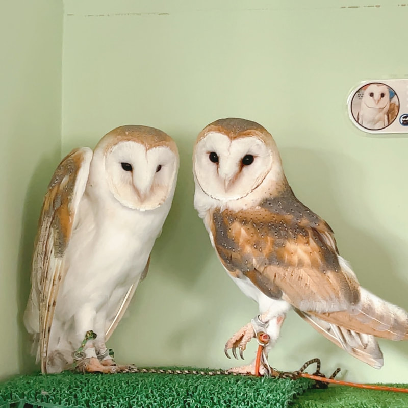 Mottled Owl₋Barn Owl-Tawny Owl-Barn Owl-Popularity Poll₋Cute-Flaffy - Owl Village₋Owl Cafe - Harajuku₋ Shibuya-Tokyo