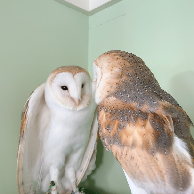 Barn Owl-Popularity Poll₋Cute-Flaffy - Owl Village₋Owl Cafe - Harajuku₋ Shibuya-Tokyo₋couple