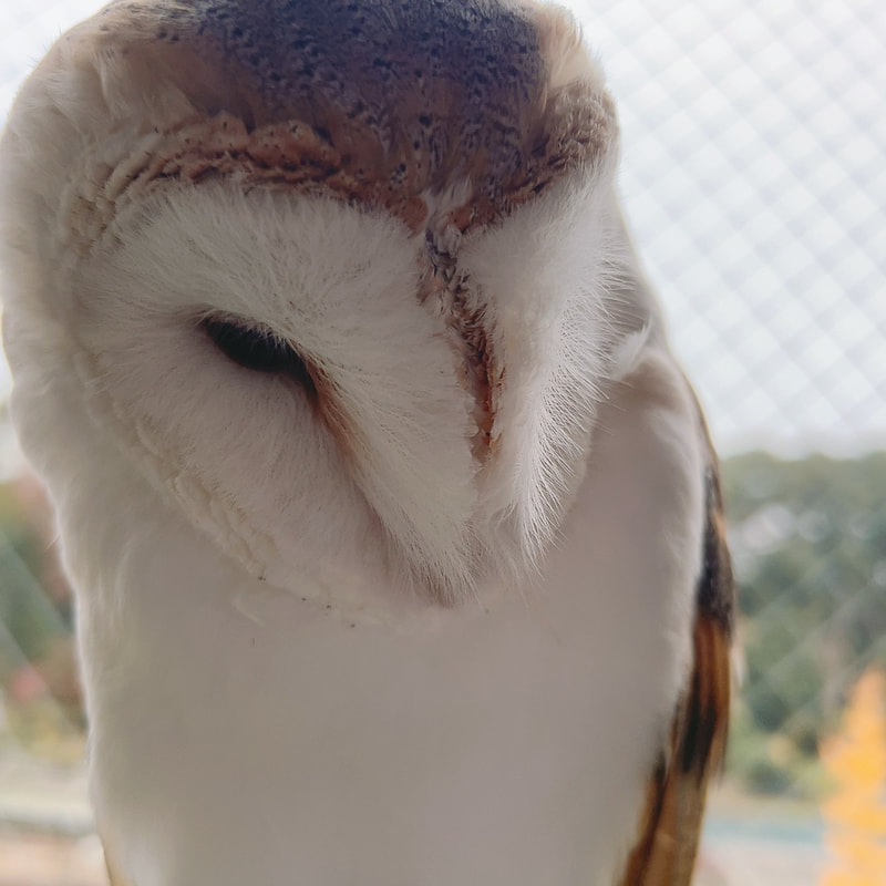 Barn owl - prince - cute - fluffy - owl village ₋ owl cafe - harajuku ₋ Shibuya ₋ Tokyo ₋ birthday 