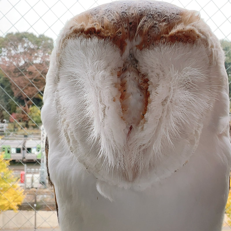 Barn owl - prince - cute - fluffy - owl village ₋ owl cafe - harajuku ₋ Shibuya ₋ Tokyo 