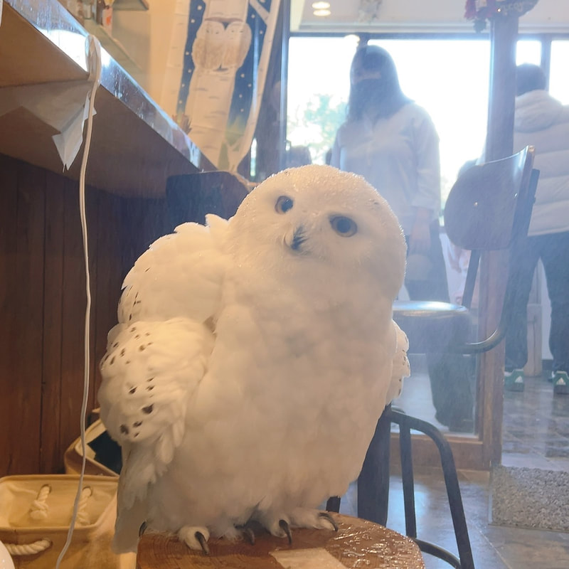 Snowy owl - cute - fluffy - owl village₋ owl cafe - Harajuku₋渋谷₋Tokyo - bathing - shower -angel-winter