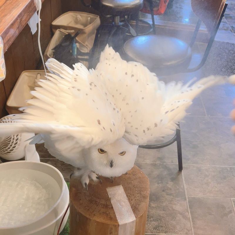 Snowy owl - cute - fluffy - owl village₋ owl cafe - Harajuku₋shibuya₋Tokyo - bathing 