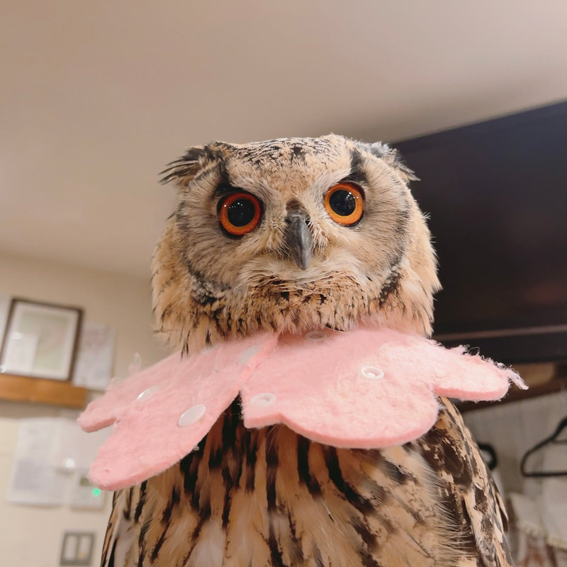 Rock Eagle Owl - cute - fluffy - birthday ₋9 years old ₋ owl cafe - Harajuku ₋ Shibuya - Tokyo ₋ sister ₋ rival 