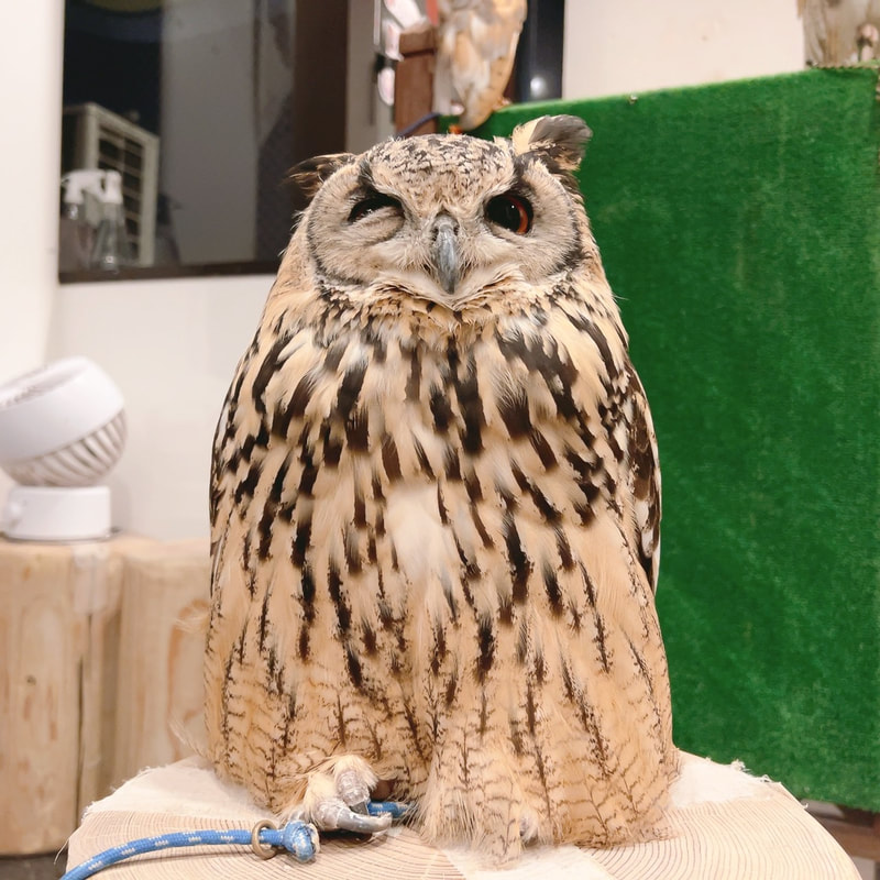 Rock Eagle Owl - cute - fluffy - birthday ₋9 years old ₋ owl cafe - Harajuku ₋ Shibuya - Tokyo ₋ sister 