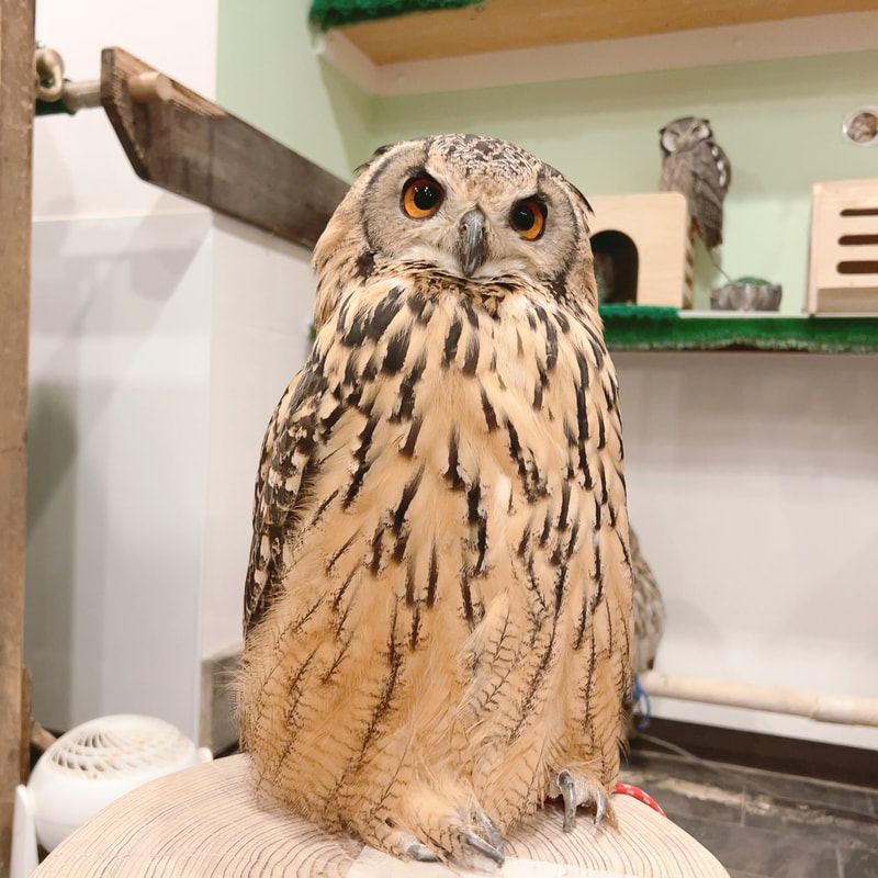 Rock Eagle Owl - cute - fluffy - birthday ₋9 years old ₋ owl cafe - Harajuku ₋ Shibuya - Tokyo 