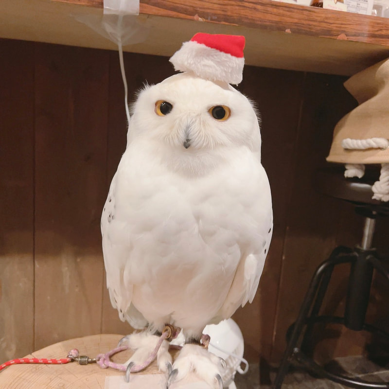 Snowy owl - Christmas - Christmas Eve - Owl Cafe - Owl Village - Harajuku₋ Shibuya - Tokyo - Santa - Christmas Market