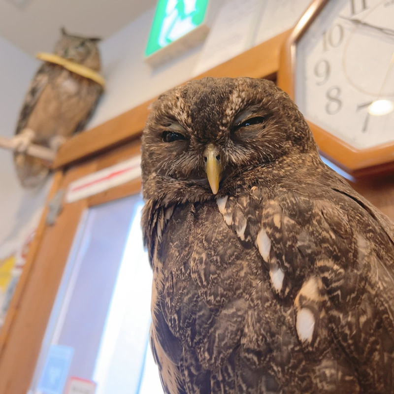 Mottled owl - cute - fluffy - owl village ₋ owl cafe - Harajuku ₋ owl village - Shibuya ₋ Tokyo ₋ reception ₋ crisis