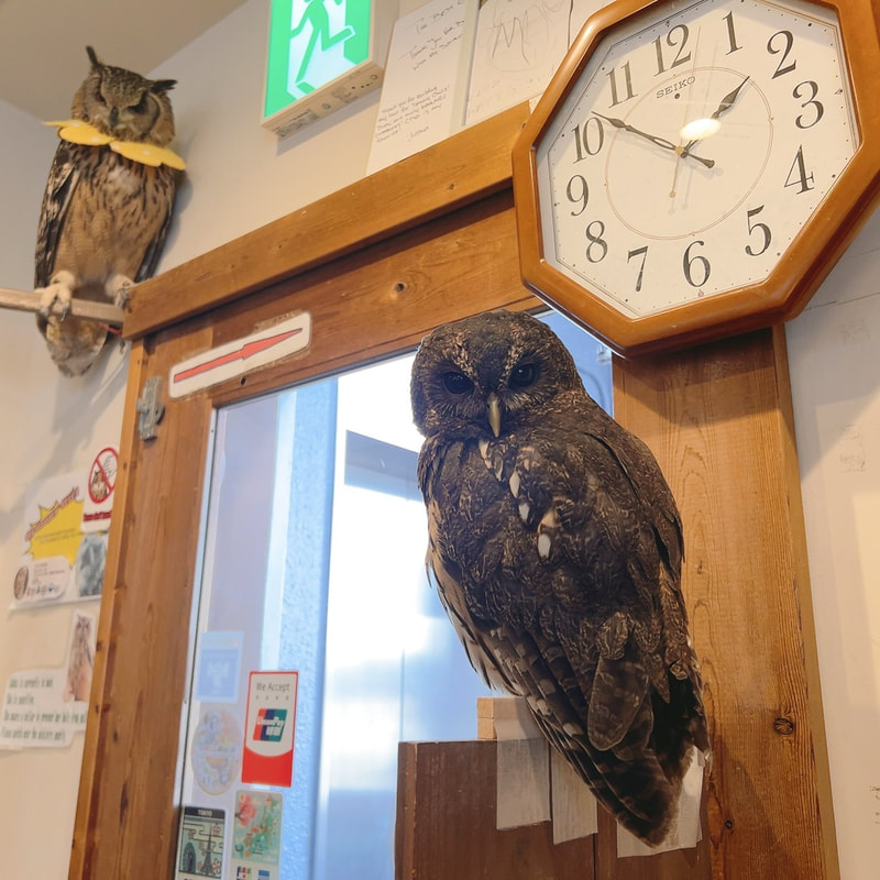 Mottled owl - cute - fluffy - owl village ₋ owl cafe - Harajuku ₋ owl village - Shibuya ₋ Tokyo ₋ reception 