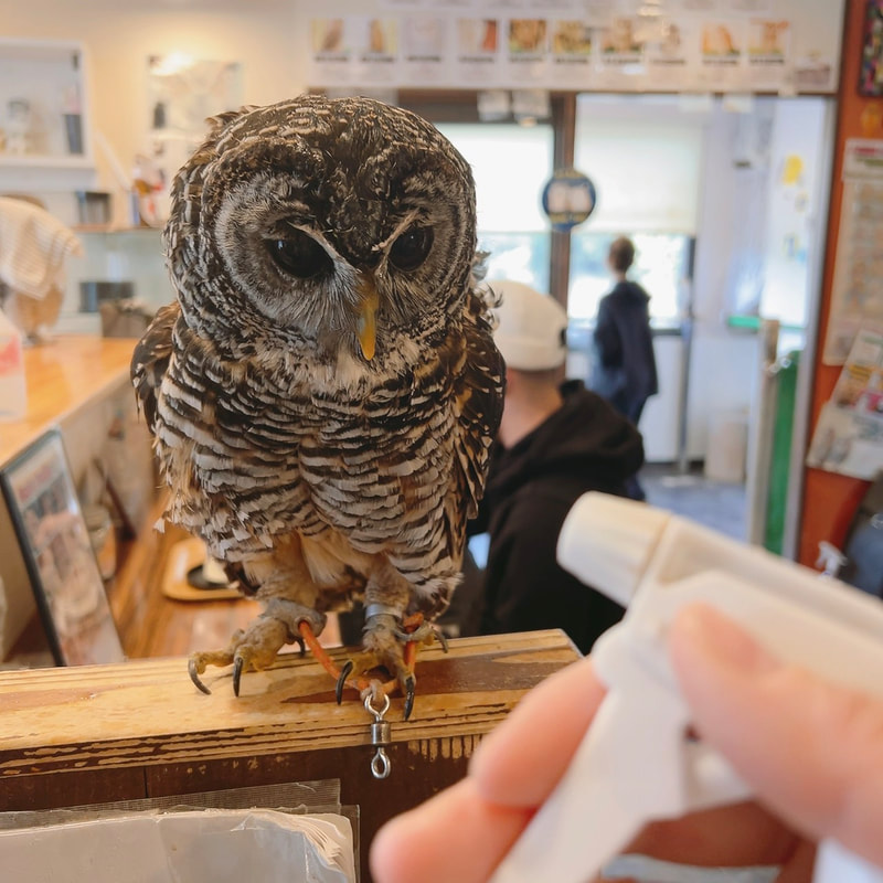 Chaco Owl - cute - fluffy - bathing - shower - cold ₋ water bath