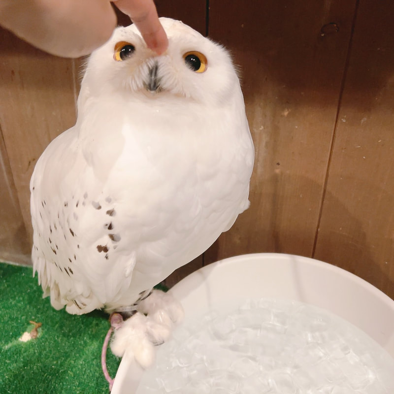 snowy owl - cute - fluffy - owl village₋ owl cafe - harajuku₋ Shibuya₋ Tokyo - angel₋ Harry Potter - Hedwig - training