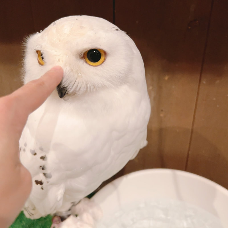 snowy owl - cute - fluffy - owl village₋ owl cafe - harajuku₋ Shibuya₋ Tokyo - angel₋ Harry Potter - Hedwig 