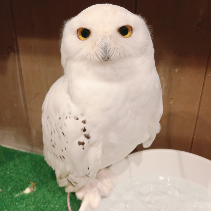 snowy owl - cute - fluffy - owl village₋ owl cafe - harajuku₋ Shibuya₋ Tokyo - angel₋ Harry Potter 
