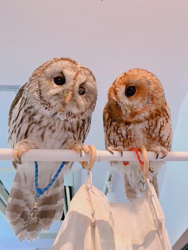 Mottled Owl-Ural Owl-Tawny Owl-Barn Owl-Bellied-Heating-Air Conditioner- waiting-awaiting-powerful-benefits₋blessings₋buddies-friends
