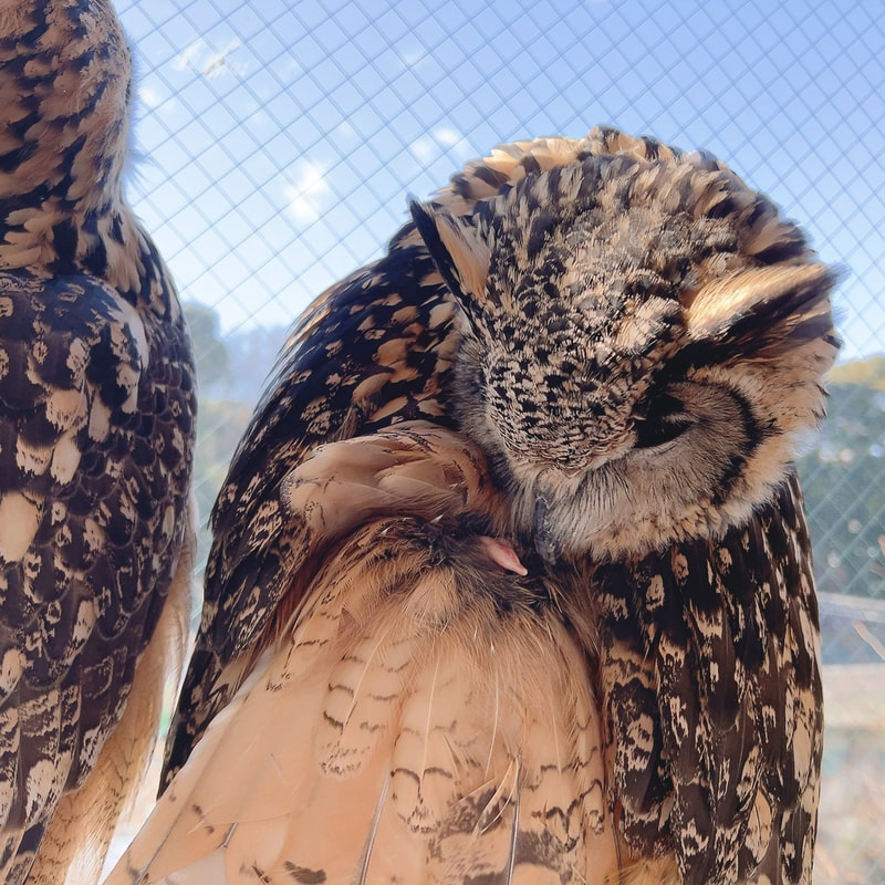Bengal₋Rock Eagle Owl - cute - fluffy - owl cafe - Harajuku₋ owl village₋Shibuya₋ Tokyo - tail fat line₋keratin 