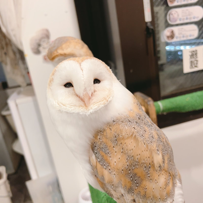Barn Owl - cute - fluffy - handsome - popularity vote₋January - Owl Village₋Owl Cafe - Harajuku₋ Shibuya₋ Tokyo₋ Tawny Owl - Spotted Eagle Owl