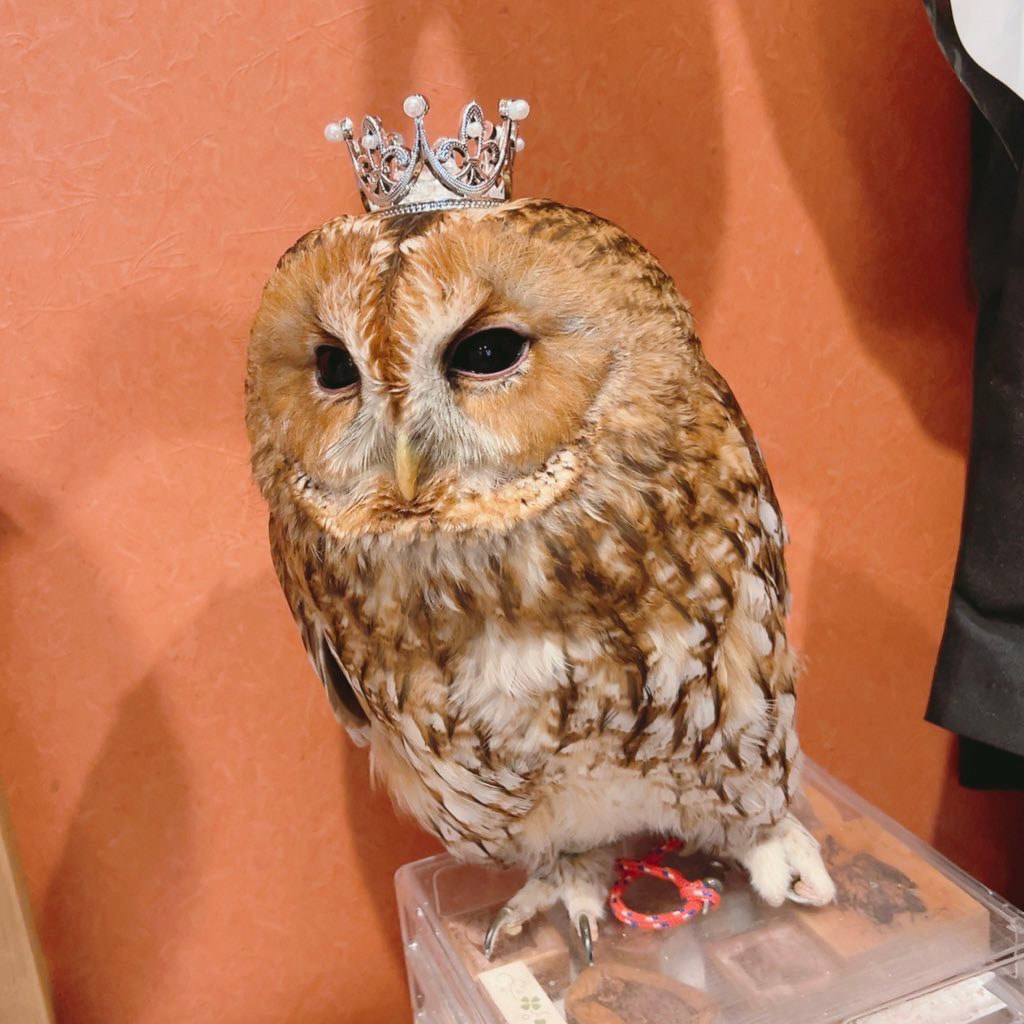 Barn Owl - cute - fluffy - handsome - popularity vote₋January - Owl Village₋Owl Cafe - Harajuku₋ Shibuya₋ Tokyo₋ Tawny Owl 