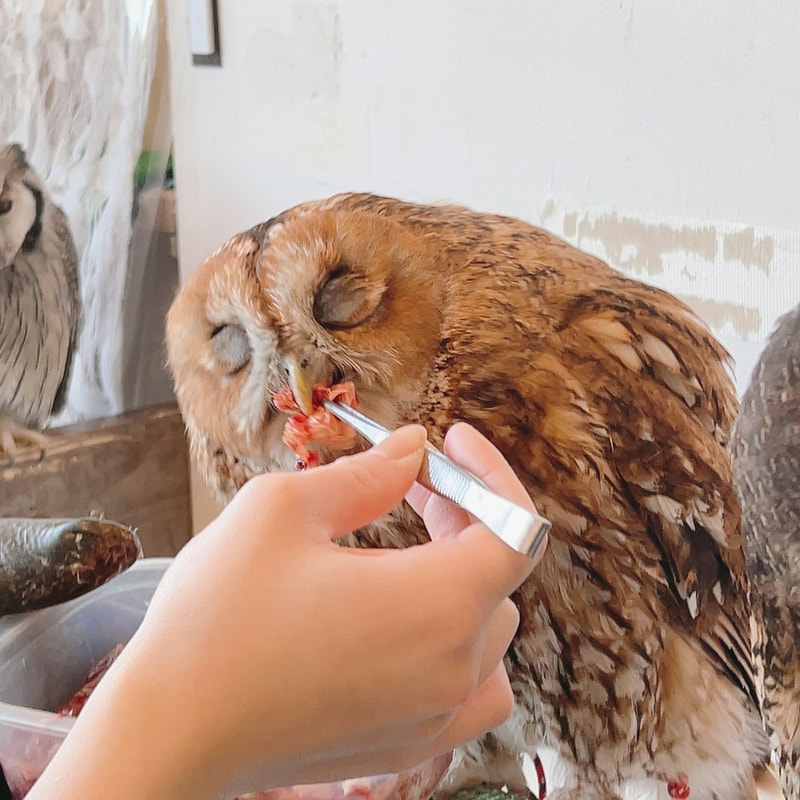 Rock Eagle Owl - Owl Cafe - Harajuku₋ Shibuya - Tokyo - Feeding - Donation - Fundraising - Thanks₋ Tawny Owl 