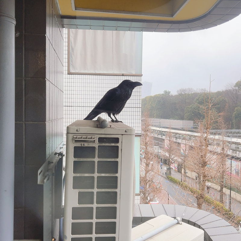 WhiteFacedScopsOwl - crow - mimicry₋ intimidation - owl village₋ Tokyo - Shibuya - owl cafe - Harajuku - rainy - rain
