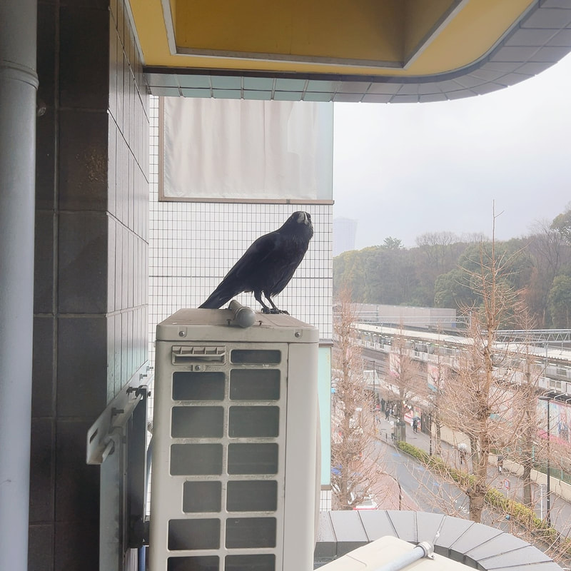 WhiteFacedScopsOwl - crow - mimicry₋ intimidation - owl village₋ Tokyo - Shibuya - owl cafe - Harajuku - rainy 