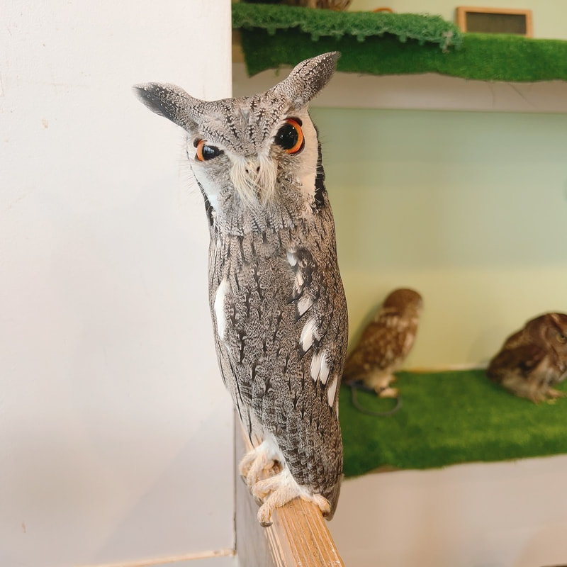 WhiteFacedScopsOwl - crow - mimicry₋ intimidation - owl village₋ Tokyo - Shibuya - owl cafe - Harajuku 