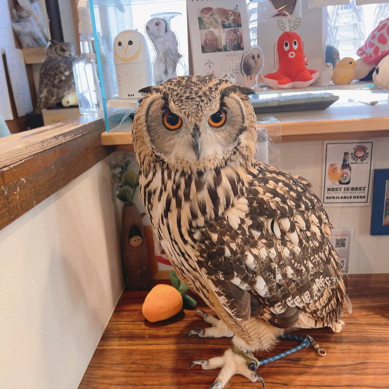 Owl Village - Harajuku - cute - owls - Rock Eagle Owl - Shibuya - Tokyo - bananas - toys 