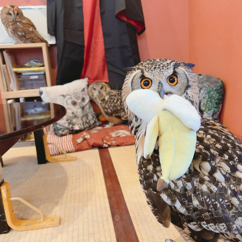 Owl Village - Harajuku - cute - owls - Rock Eagle Owl - Shibuya - Tokyo - bananas - toys - perch - sisters