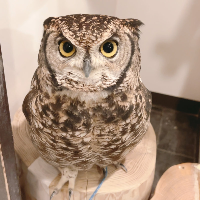 Owl Village - Owl Cafe - Harajuku - Shibuya - Tokyo - Owls -Rock Eagle Owl - Popularity Poll - Great Horned Owl - Little Owl -  Owl - Spotted Eagle Owl