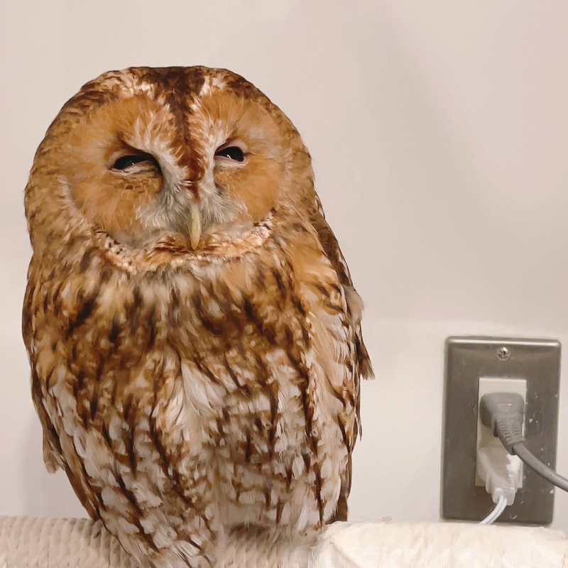 Owl Village - Owl Cafe - Harajuku - Shibuya - Tokyo - Owls -Rock Eagle Owl - Popularity Poll - Great Horned Owl - Little Owl -  Tawny Owl 
