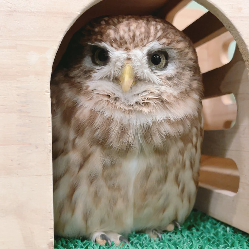 Owl Village - Owl Cafe - Harajuku - Shibuya - Tokyo - Owls -Rock Eagle Owl - Popularity Poll - Great Horned Owl - Little Owl -  Owl