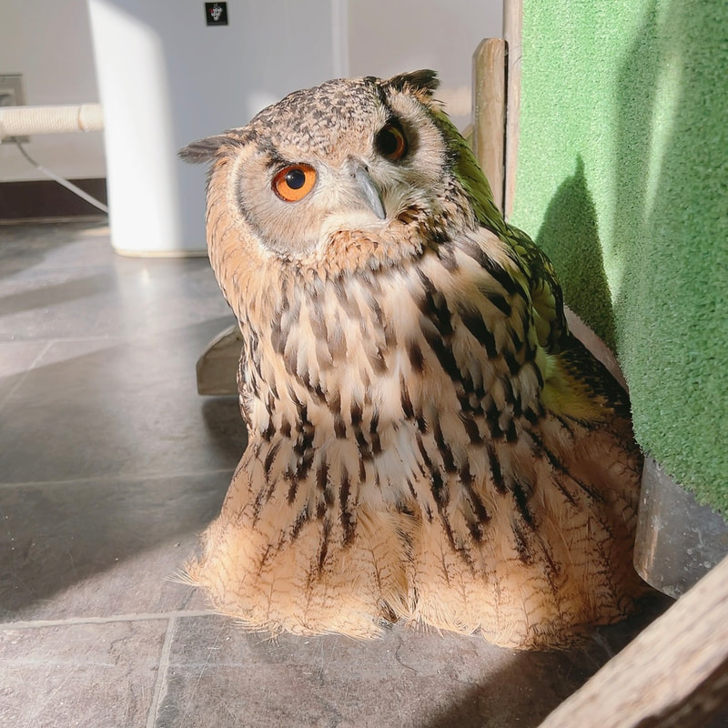 Owl Village - Owl Cafe - Harajuku - Shibuya - Tokyo - Owls -Rock Eagle Owl - Popularity Poll - Great Horned Owl 