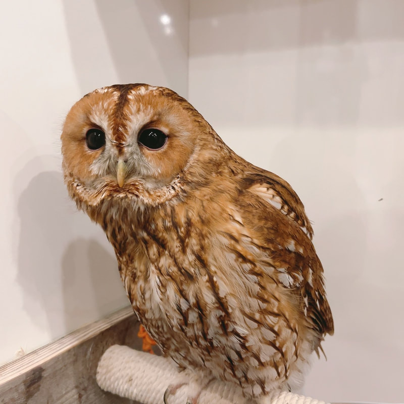 Tawny Owl - cute - fluffy - owl café - Harajuku - Shibuya - Tokyo - flight - training - skipping - motivation - switch