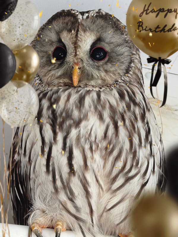 Ural-Awl - Tawny Owl - Hybrid - Mix - Birthday - Present - Land of the Moon - Purchase -Photo -Card -barn Owl -Song -Acrylic Keychain -Acrylic Keychain