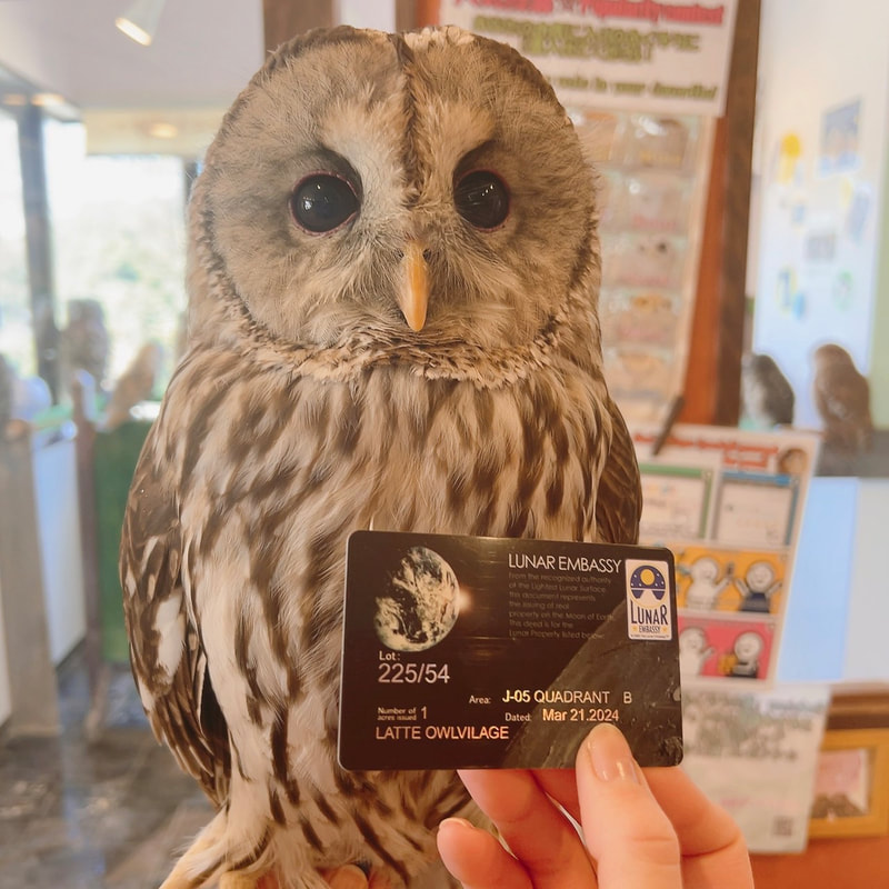 Ural-Awl - Tawny Owl - Hybrid - Mix - Birthday - Present - Land of the Moon - Purchase -Photo -Card -barn Owl -Song -Acrylic Keychain 