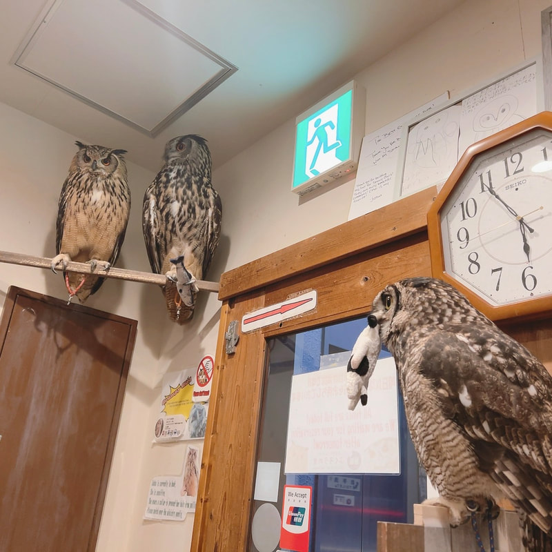 Rock Eagle Owl - Eurasian Eagle Owl - unrequited love - under couple - cute - fluffy - owl cafe - Harajuku₋ Shibuya - Tokyo₋ love season - cherry blossom - spring