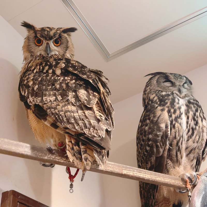 Rock Eagle Owl - Eurasian Eagle Owl - unrequited love - under couple - cute - fluffy - owl cafe - Harajuku₋ Shibuya - Tokyo₋ love season - cherry blossom