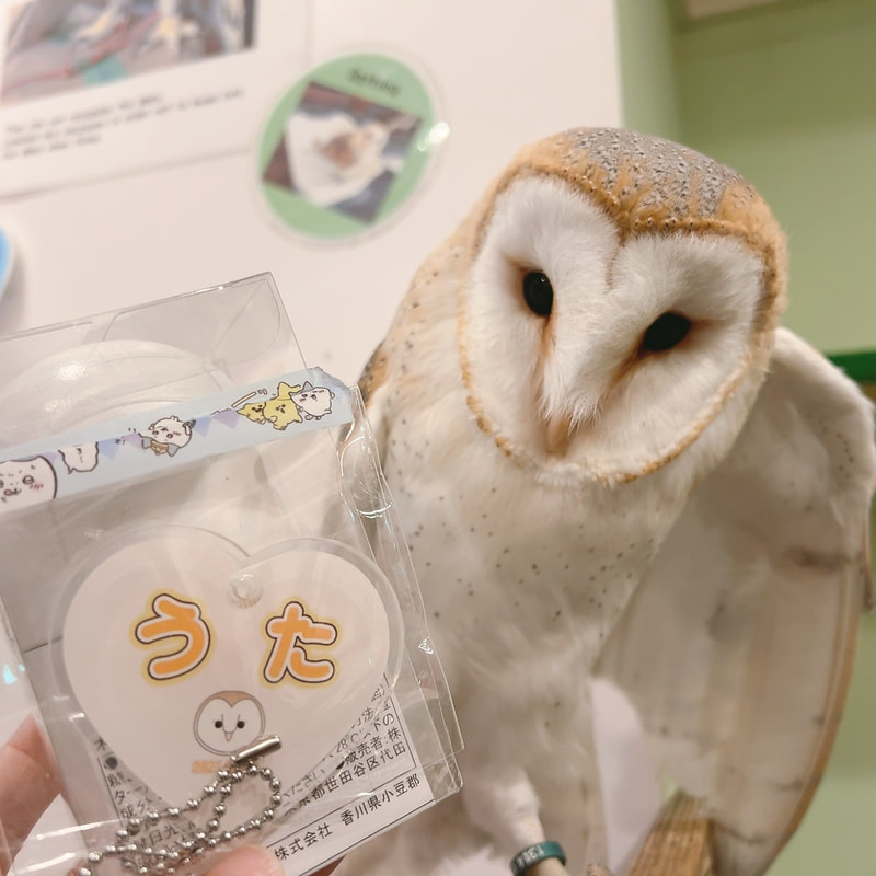 Barn owl - popularity contest - cute - owl cafe - fluffy - owl village - owl - owl - Harajuku - Shibuya - Tokyo