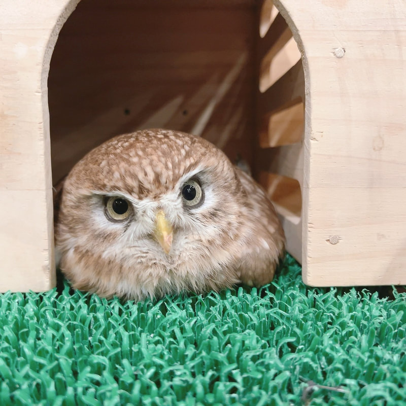 Barn owl - popularity contest - cute - owl cafe - fluffy - owl village - owl - owl - Harajuku - Shibuya - Tokyo - little owl 
