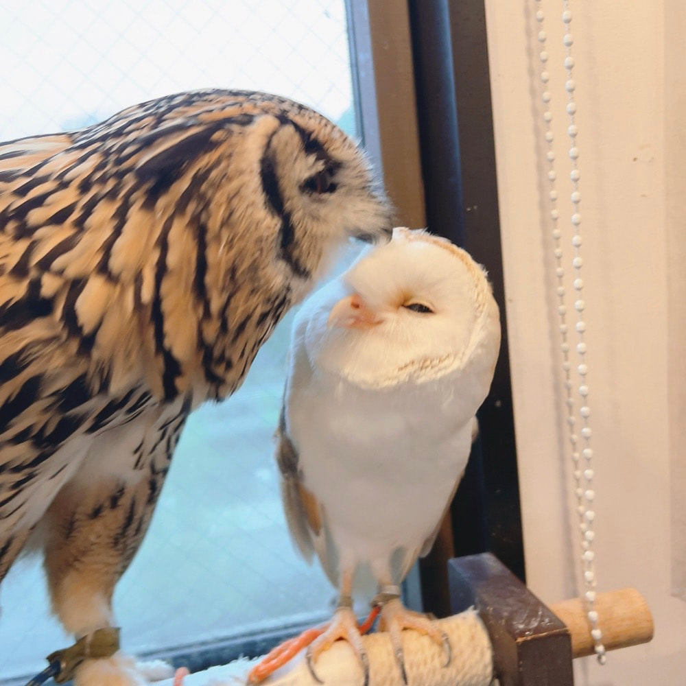 Barn owl - cute - brother - sister - love - owl village - owl cafe - Harajuku - Shibuya - Tokyo - Rock Eagle Owl - pollen allergy 