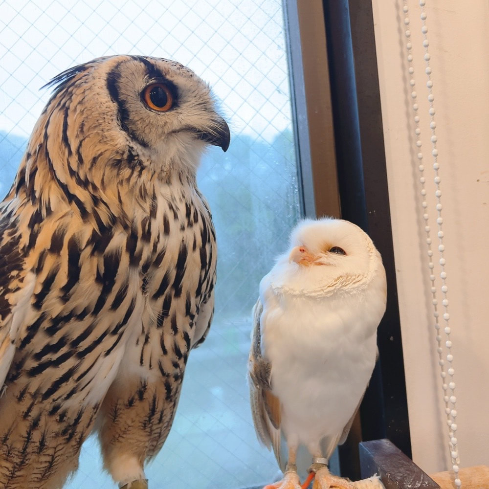 Barn owl - cute - brother - sister - love - owl village - owl cafe - Harajuku - Shibuya - Tokyo - Rock Eagle Owl - pollen allergy - cedar - cypress