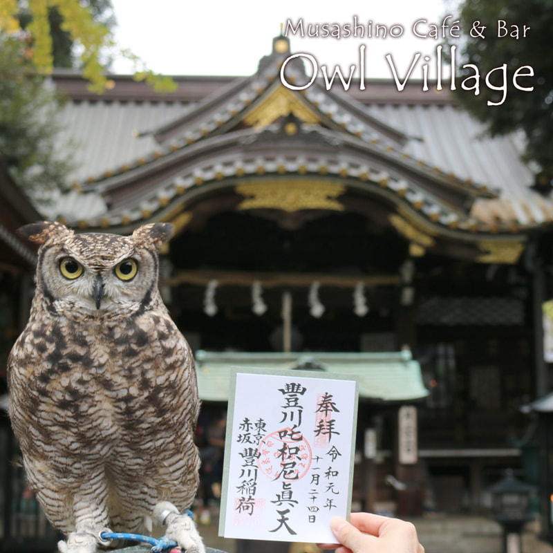Spotted Eagle Owl at  akasaka toyokawainari  shrine in harajuku owlcafe