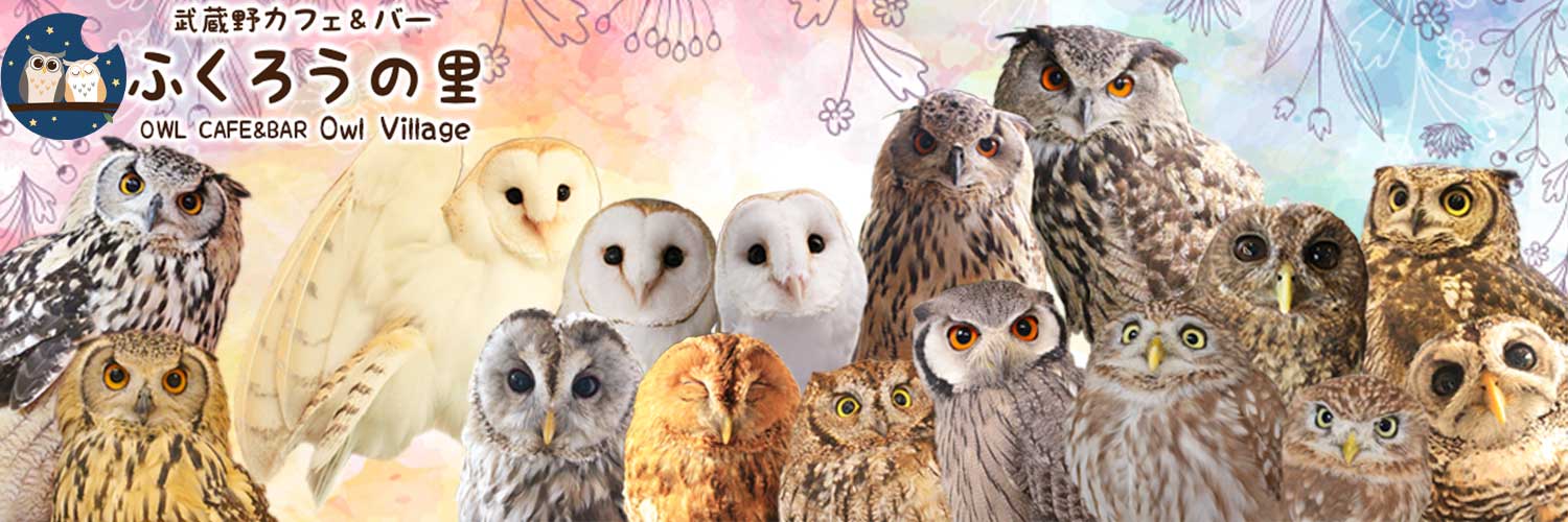 owl - cute - owl - 8th anniversary - anniversary